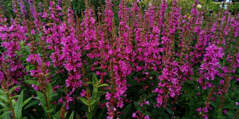 Lythrum salicaria 'Robert' Дербенник иволистный